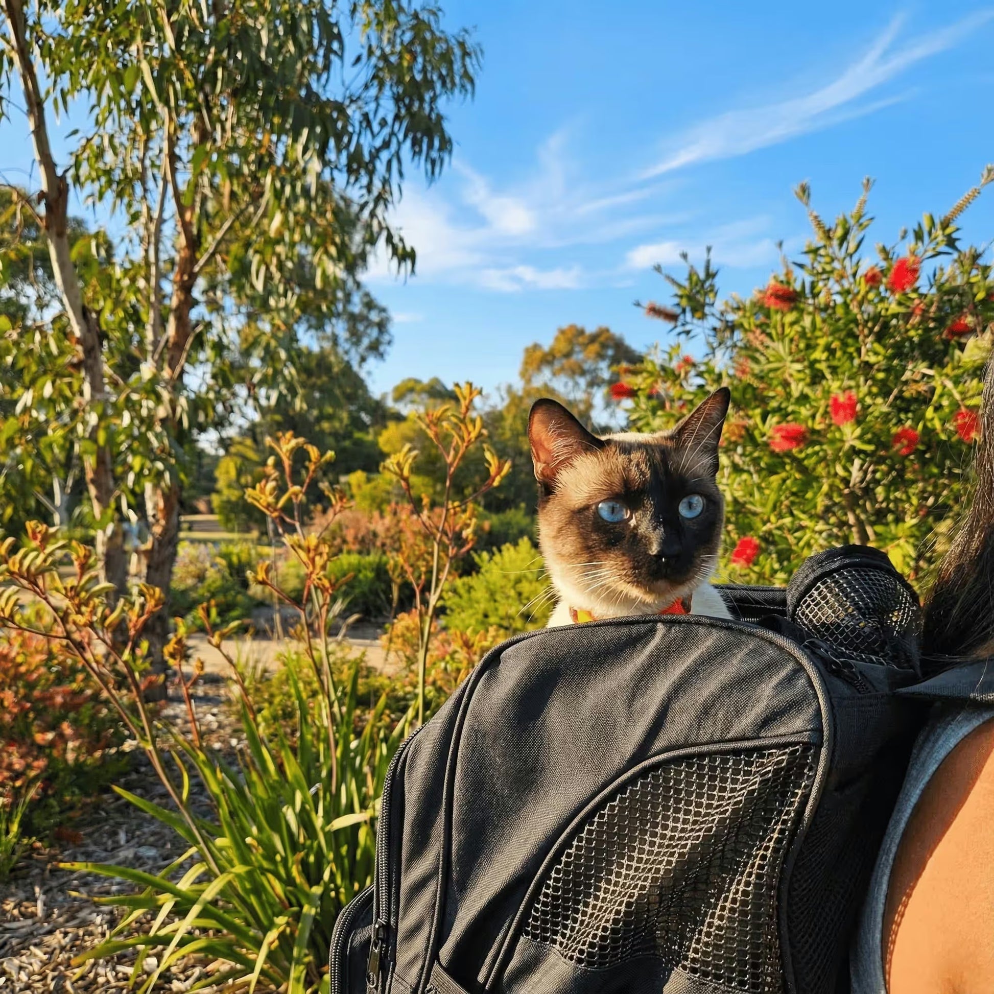 A Siamese cat with blue eyes relaxes in the Pawbella Outback Explorer Heavy Duty Pet Backpack (12kg max) on a sunny day, surrounded by green trees and blooming bushes in an Australian garden.